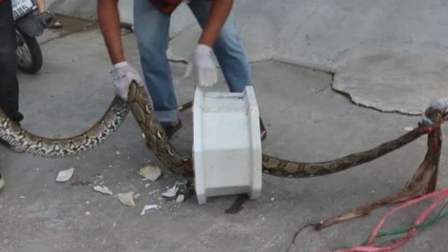 Banyo kan gölüne döndü! Klozetteki piton adamın penisini ısırdı! Üzerine işeyince...