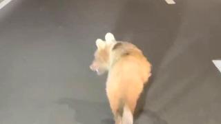 Zigana Tüneli’nde beklenmedik misafir