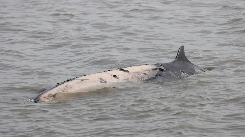 Bir haftada 6 gri balina ölü bulundu
