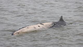 Bir haftada 6 gri balina ölü bulundu