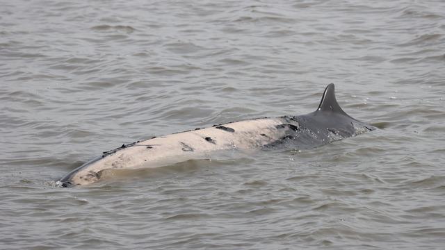 Bir haftada 6 gri balina ölü bulundu