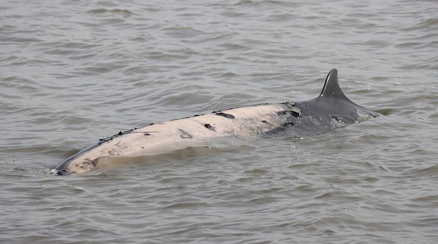 Bir haftada 6 gri balina ölü bulundu