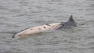 Bir haftada 6 gri balina ölü bulundu