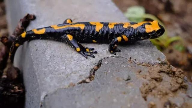 Nesli tehlike altındaydı: Kayseri'de görüntülendi