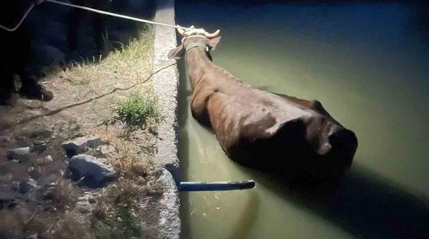 Adıyaman’da havuza düşen inek kurtarıldı