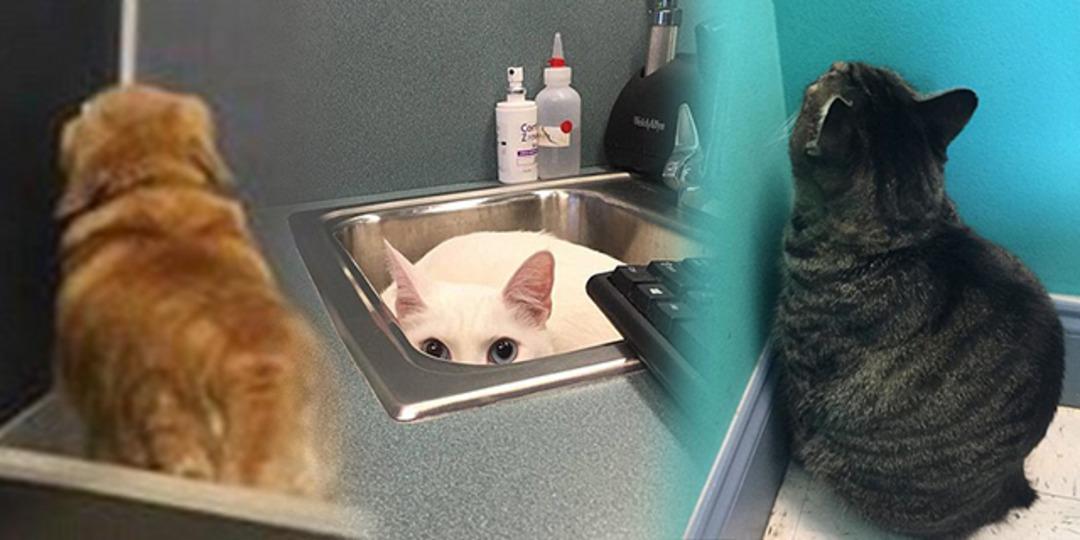 Veteriner hala sizi g&ouml;rebiliyor!