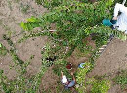 Tarlada 100 TL'ye satılıyor! 'Beklediğimizi alamadık'