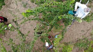 Tarlada 100 TL'ye satılıyor! 'Beklediğimizi alamadık'