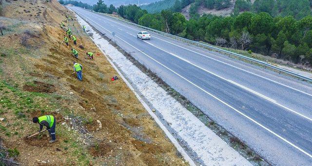 Manisa’nın yol kenarlarına 800 km’lik yeşil kuşak