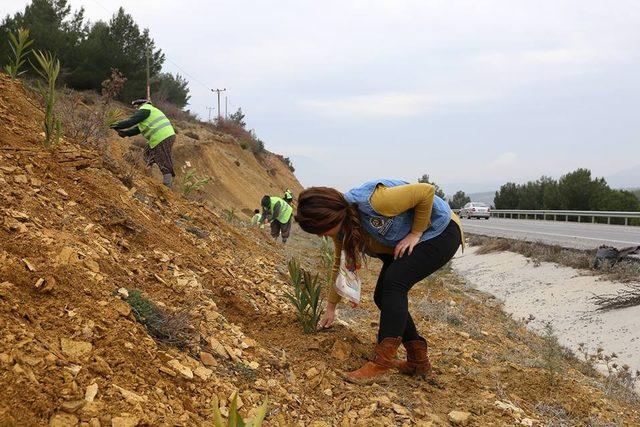 Manisa’nın yol kenarlarına 800 km’lik yeşil kuşak