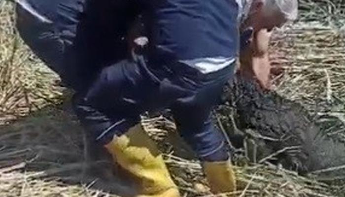 20275334-700x400 Kaçarak çamura saplanan kurbanlık koyunları itfaiye kurtarıldı