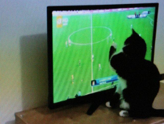 “Kedi Feyyaz”ın derbi heyecanı