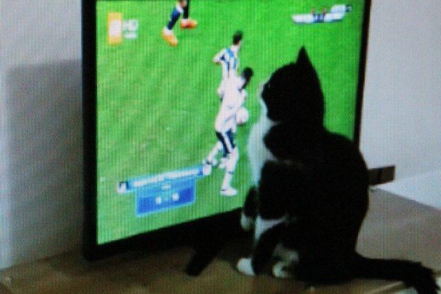 “Kedi Feyyaz”ın derbi heyecanı