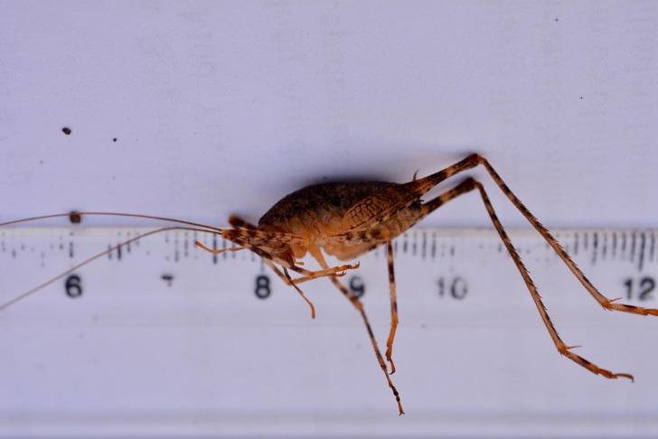 Türkiye'nin 17'ncisi oldu! Daha önceki hiçbir kayıtta yok...  G1