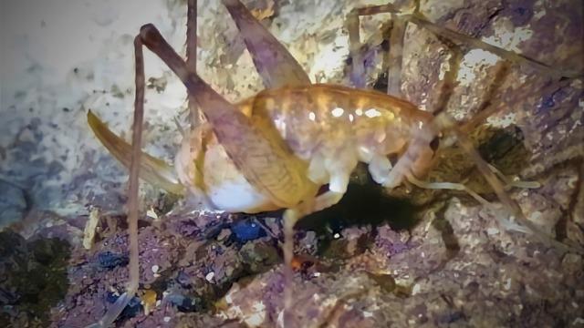 Diyarbakır’da keşfedildi! Yeni çekirge türüne ‘Troglophilus diclensis’ denecek