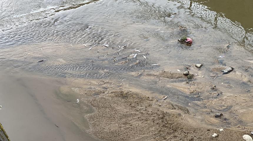 Rize'de derede balık ölümleri: Ekipler inceleme başlattı