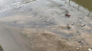 Rize'de derede balık ölümleri: Ekipler inceleme başlattı