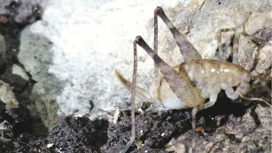 T&uuml;rkiye'nin 17'ncisi oldu! Daha &ouml;nceki hi&ccedil;bir kayıtta yok... 