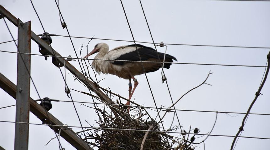 Sinop'ta halkalanan yavru leylek yumurtadan çıktığı ovaya iki yıl aradan sonra döndü