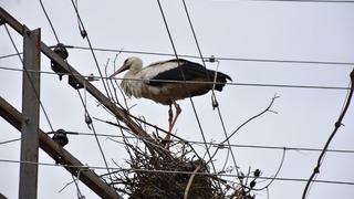 Sinop'ta halkalanan yavru leylek yumurtadan çıktığı ovaya iki yıl aradan sonra döndü