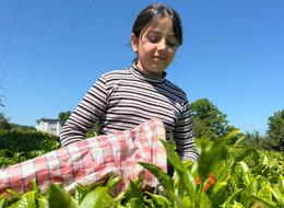 ÇAYKUR’dan kontenjan uygulaması