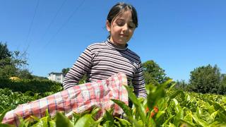 ÇAYKUR’dan kontenjan uygulaması