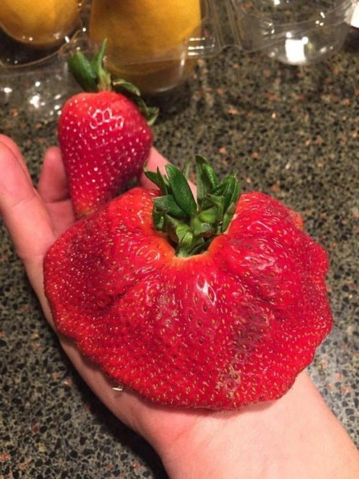 Yok artık! Domatesin içinden çilek çıktı G2