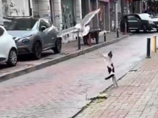 Martıları görünce duramadı! İstanbul'da kedinin eğlenceli anları kamerada