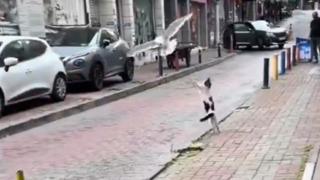 Martıları görünce duramadı! İstanbul'da kedinin eğlenceli anları kamerada