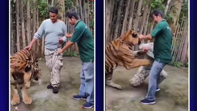 Kaplanla selfie çekmek istedi tek pençeyle yere yığıldı... O anlar başka bir turist tarafından saniye saniye kaydedildi