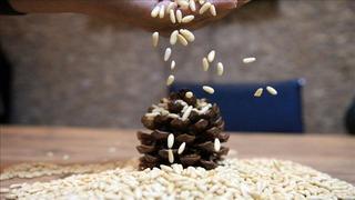 Aydın çam fıstığına AB'den coğrafi işaret tescili