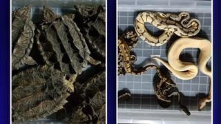 Valizinden 48 yılan 5 kaplumbağa çıktı! Havalimanında şaşkına çeviren görüntü: Çok zehirli ve tehlikeliler