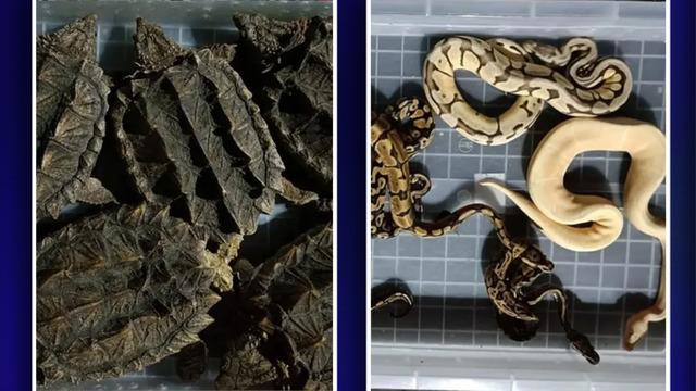 Valizinden 48 yılan 5 kaplumbağa çıktı! Havalimanında şaşkına çeviren görüntü: Çok zehirli ve tehlikeliler