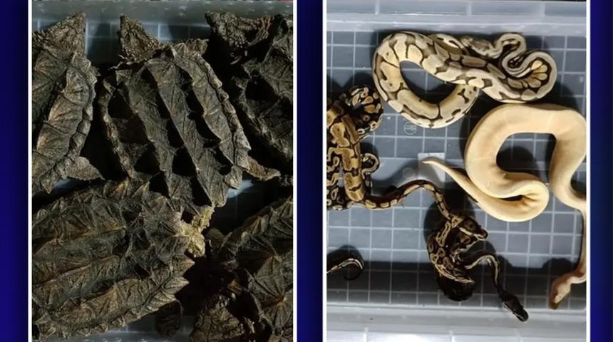 Valizinden 48 yılan 5 kaplumbağa çıktı! Havalimanında şaşkına çeviren görüntü: Çok zehirli ve tehlikeliler