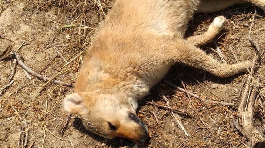 Zehirlendikleri öne sürülen 6 sokak köpeği ile 2 kedi öldü