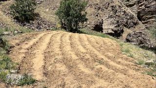 Bingöl’de 2 bin 900 kök kenevir ele geçirildi