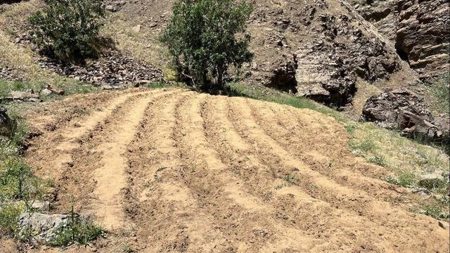 Bingöl’de 2 bin 900 kök kenevir ele geçirildi