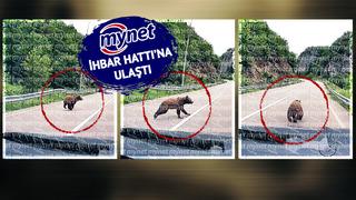 Ayı yola bir anda atladı, sürücü kazanın eşiğinden döndü! Anlık manevra her şeyi değiştirdi: Kastamonu'da tehlike anı kamerada