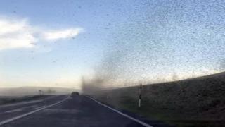 Çıldır Gölü'nde sinek fırtınası! Araçlar güçlükle ilerledi 