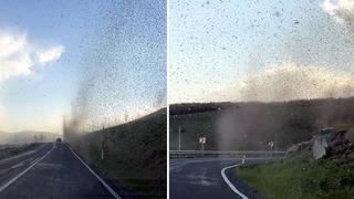 Kar değil, sinek yağdı! Çıldır gölü çevresinde 'yeşil sinek' fırtınası! Yeşil sinek nedir, zararlı mı?