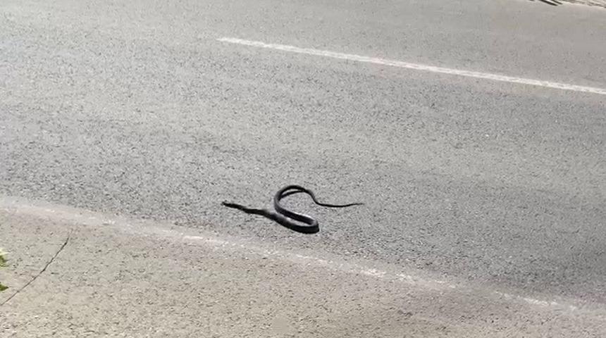 Karayılan yoğun trafiğin arasında telef oldu