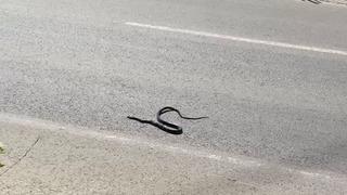 Karayılan yoğun trafiğin arasında telef oldu