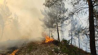 Balıkesir'de orman yangını! Ekipler müdahale ediyor