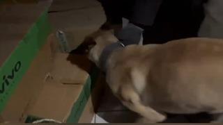 Narkotik köpeği ETA, zehir tacirlerine göz açtırmıyor