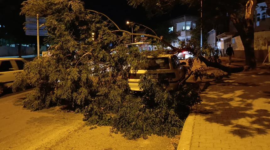 Park halindeki otomobilin üzerine ağaç devrildi