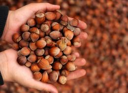 Ticaret borsalarında 9 ayda 576 bin tonu aşkın fındık işlem gördü