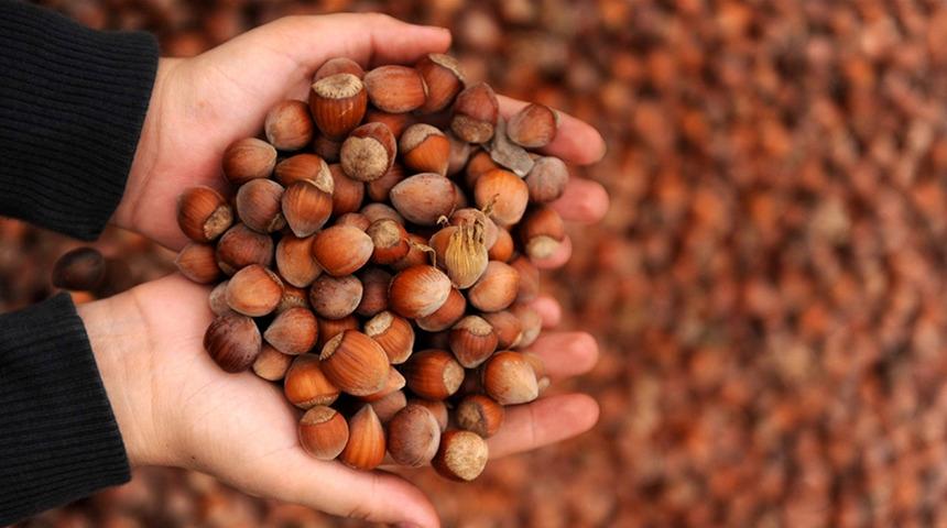 Ticaret borsalarında 9 ayda 576 bin tonu aşkın fındık işlem gördü