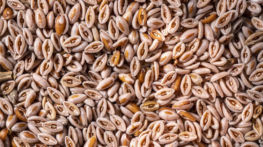 Karnıyarık otunun faydaları nelerdir? Karnıyarık otu neye iyi gelir? Karnıyarık otu tozu ve tohumunun faydaları