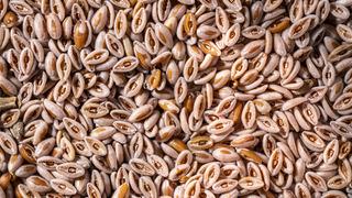 Karnıyarık otunun faydaları nelerdir? Karnıyarık otu neye iyi gelir? Karnıyarık otu tozu ve tohumunun faydaları