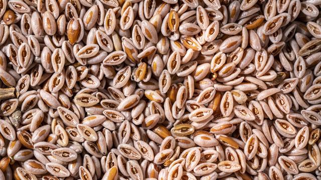 Karnıyarık otunun faydaları nelerdir? Karnıyarık otu neye iyi gelir? Karnıyarık otu tozu ve tohumunun faydaları